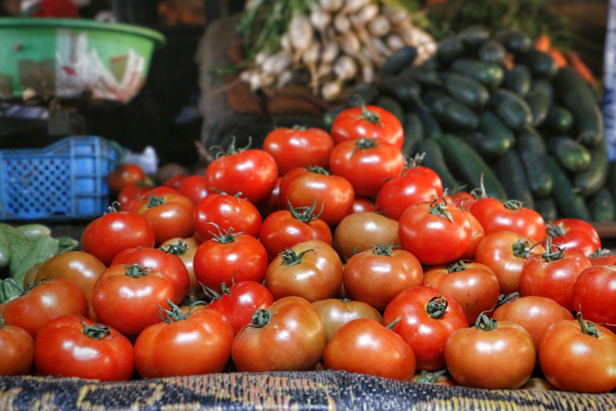 Pays Bas: Les exportations de tomates vers la GB perturbées par le Maroc et le Brexit